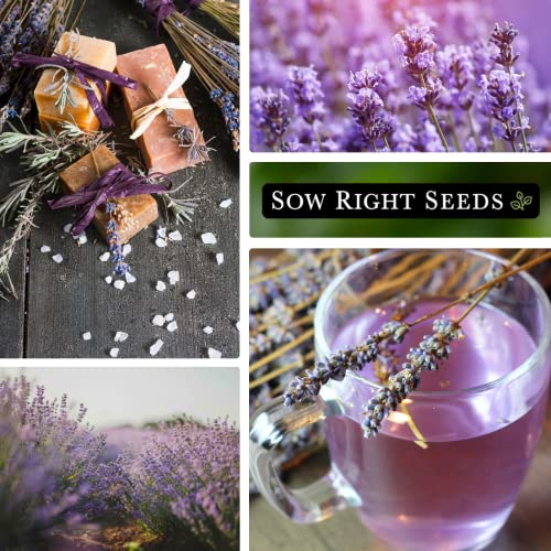 Sow Right Seeds - Lavender Seeds for Planting; Non-GMO Heirloom Seeds with Instructions to Plant and Grow a Beautiful Indoor or Outdoor herb Garden; Great Gardening Gift (4)