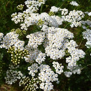 outsidepride perennial achillea millefolium yarrow white wild flower & herb garden plant – 1/4 lb
