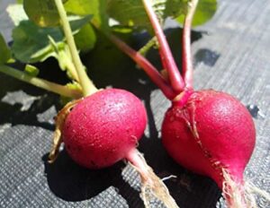 300 crimson giant radish seeds for planting heirloom non gmo 3.5 grams of seeds garden vegetable bulk survival