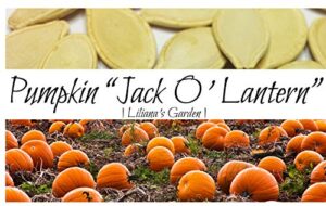 pumpkin seeds – jack o’lantern – heirloom – the original carving pumpkin – liliana’s garden