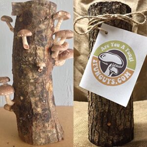 12″ shiitake mushroom log grow gourmet mushrooms grow in your garden