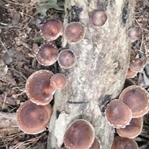 12" Shiitake Mushroom Log Grow Gourmet Mushrooms Grow in Your Garden