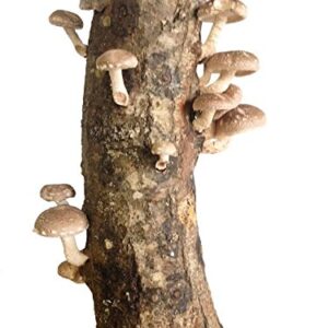 12" Shiitake Mushroom Log Grow Gourmet Mushrooms Grow in Your Garden