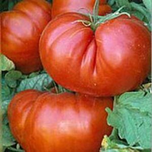 german johnson tomato (potato leaf) seeds (20+ seeds) | non gmo | vegetable fruit herb flower seeds for planting | home garden greenhouse pack