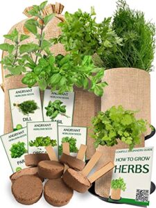 medicinal herbs starter kit – non gmo, heirloom seeds – basil, parsley, cilantro (coriander), oregano, dill – includes pots, soil, bamboo plant markers – gardening gift