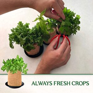 Medicinal Herbs Starter Kit - Non GMO, Heirloom Seeds - Basil, Parsley, Cilantro (Coriander), Oregano, Dill - Includes Pots, Soil, Bamboo Plant Markers - Gardening Gift