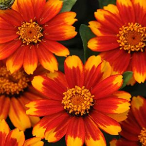 outsidepride zinnia zahara sunburst heat & drought tolerant garden cut flowers – 100 seeds