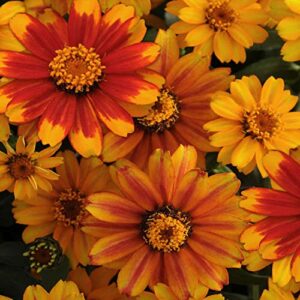 Outsidepride Zinnia Zahara Sunburst Heat & Drought Tolerant Garden Cut Flowers - 100 Seeds