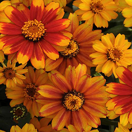 Outsidepride Zinnia Zahara Sunburst Heat & Drought Tolerant Garden Cut Flowers - 100 Seeds