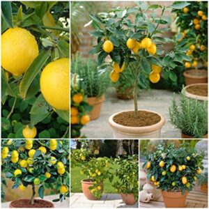 30pcs lemon tree seeds for planting, non-gmo heirloom and organic, high survival rate fruit for home garden
