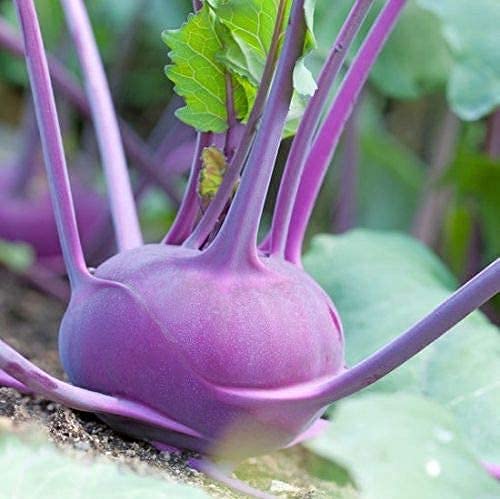 David's Garden Seeds Kohlrabi Purple Vienna 3642 (Purple) 50 Non-GMO, Heirloom Seeds