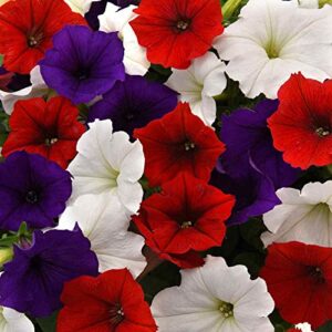 outsidepride the flag easy wave petunia garden flower mix for hanging baskets, pots, containers, beds – 30 seeds