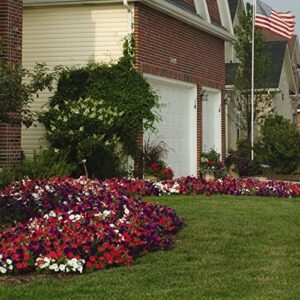 Outsidepride The Flag Easy Wave Petunia Garden Flower Mix for Hanging Baskets, Pots, Containers, Beds - 30 Seeds