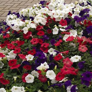 Outsidepride The Flag Easy Wave Petunia Garden Flower Mix for Hanging Baskets, Pots, Containers, Beds - 30 Seeds