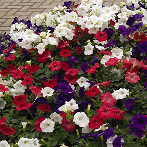 Outsidepride The Flag Easy Wave Petunia Garden Flower Mix for Hanging Baskets, Pots, Containers, Beds - 30 Seeds