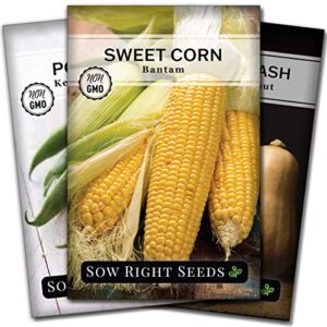 sow right seeds – 3 sisters seed collection for planting – packets of bantam sweet corn, kentucky wonder pole bean, and waltham butternut squash. non-gmo heirloom seeds to plant home vegetable garden