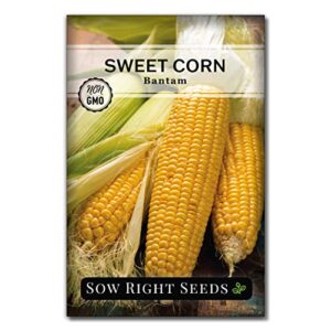 Sow Right Seeds - 3 Sisters Seed Collection for Planting - Packets of Bantam Sweet Corn, Kentucky Wonder Pole Bean, and Waltham Butternut Squash. Non-GMO Heirloom Seeds to Plant Home Vegetable Garden