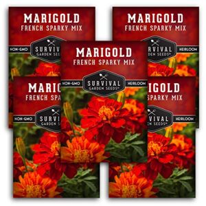 survival garden seeds – french sparky marigold seed for planting – 5 packs with instructions to plant and grow large tagetes patula flowers in your home vegetable garden – non-gmo heirloom variety