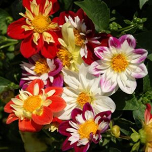 outsidepride dahlia dandy garden cut flower seed mix great for bouquets & dried floral arrangements – 500 seeds