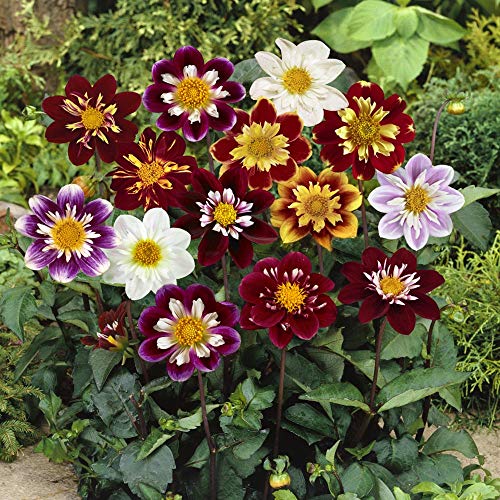 Outsidepride Dahlia Dandy Garden Cut Flower Seed Mix Great for Bouquets & Dried Floral Arrangements - 500 Seeds