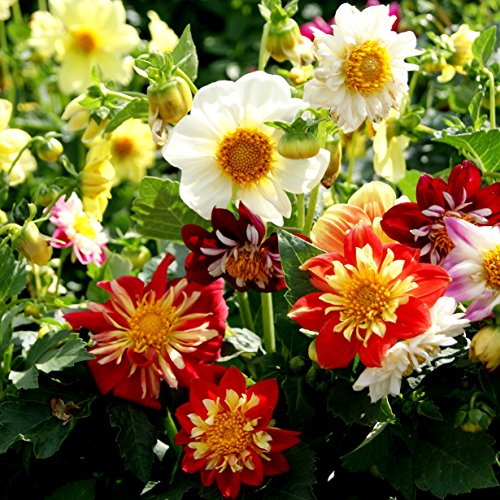 Outsidepride Dahlia Dandy Garden Cut Flower Seed Mix Great for Bouquets & Dried Floral Arrangements - 500 Seeds