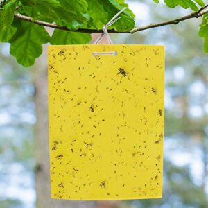 besttrap st2035 sticky traps, flying traps for fruit fly, fungus gnats, aphids, other flying insects, 6×8 inch, 20 pack – yellow