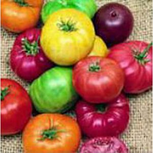 beefsteak rainbow mix tomato seeds (20+ seeds) | non gmo | vegetable fruit herb flower seeds for planting | home garden greenhouse pack