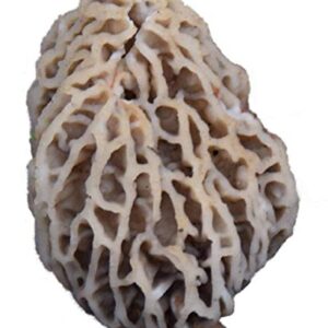 Garden Morel Mushroom Grow Kit - Morel Habitat Kit ® - Grow Morchella Mushrooms