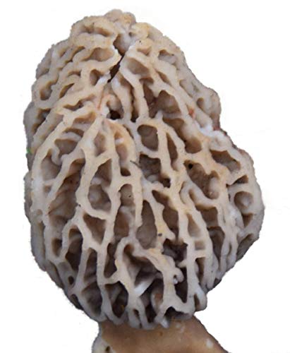 Garden Morel Mushroom Grow Kit - Morel Habitat Kit ® - Grow Morchella Mushrooms