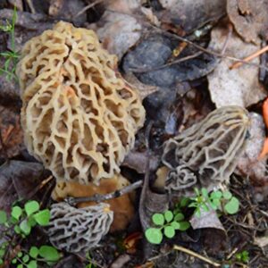 Garden Morel Mushroom Grow Kit - Morel Habitat Kit ® - Grow Morchella Mushrooms