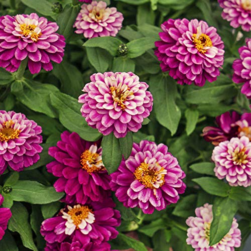 Outsidepride Zinnia Zahara Double Raspberry Ripple Heat & Drought Tolerant Garden Cut Flowers - 50 Seeds