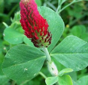 Crimson Clover Seeds for Planting, 1500+ Flower Seeds Per Packet, (Isla's Garden Seeds), Non GMO & Heirloom Seeds, Scientific Name: Trifolium incarnatum, 90% Germination Rates, Great Home Garden Gift