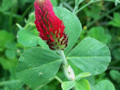 Crimson Clover Seeds for Planting, 1500+ Flower Seeds Per Packet, (Isla's Garden Seeds), Non GMO & Heirloom Seeds, Scientific Name: Trifolium incarnatum, 90% Germination Rates, Great Home Garden Gift