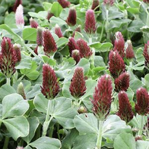 Crimson Clover Seeds for Planting, 1500+ Flower Seeds Per Packet, (Isla's Garden Seeds), Non GMO & Heirloom Seeds, Scientific Name: Trifolium incarnatum, 90% Germination Rates, Great Home Garden Gift