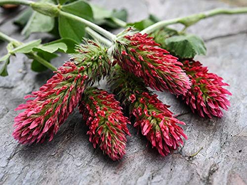 Crimson Clover Seeds for Planting, 1500+ Flower Seeds Per Packet, (Isla's Garden Seeds), Non GMO & Heirloom Seeds, Scientific Name: Trifolium incarnatum, 90% Germination Rates, Great Home Garden Gift