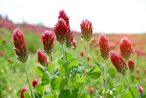 Crimson Clover Seeds for Planting, 1500+ Flower Seeds Per Packet, (Isla's Garden Seeds), Non GMO & Heirloom Seeds, Scientific Name: Trifolium incarnatum, 90% Germination Rates, Great Home Garden Gift