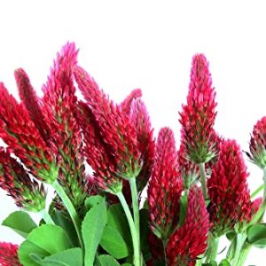 Crimson Clover Seeds for Planting, 1500+ Flower Seeds Per Packet, (Isla's Garden Seeds), Non GMO & Heirloom Seeds, Scientific Name: Trifolium incarnatum, 90% Germination Rates, Great Home Garden Gift