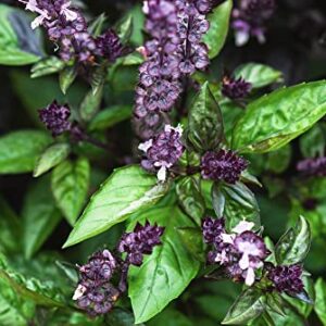 "Sweet Cinnamon" Basil Herb Seeds for Planting, 500+ Heirloom Seeds Per Packet, (Isla's Garden Seeds), Non GMO Seeds, Botanical Name: Ocimum basilicum 'Cinnamon', Great Home Garden Gift