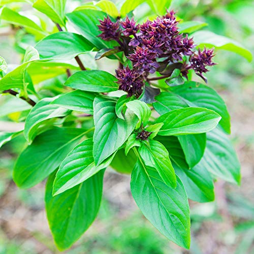 "Sweet Cinnamon" Basil Herb Seeds for Planting, 500+ Heirloom Seeds Per Packet, (Isla's Garden Seeds), Non GMO Seeds, Botanical Name: Ocimum basilicum 'Cinnamon', Great Home Garden Gift