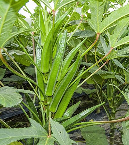 TomorrowSeeds - Clemson Spineless Okra Seeds - 50+ Count Packet - Natural Non GMO USA Southern Ochro Okro Bamia Garden Asian Vegetable