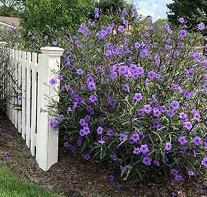 6 Purple Mexican Petunia Plants - Ruellia Brittoniana Perennial Well Rooted Plants Shrub Garden