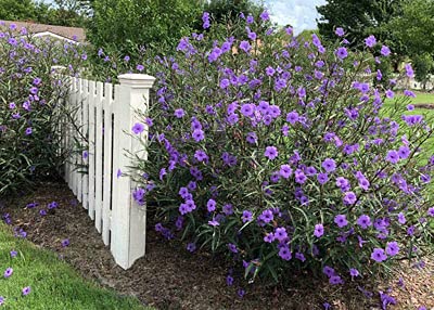 6 Purple Mexican Petunia Plants - Ruellia Brittoniana Perennial Well Rooted Plants Shrub Garden