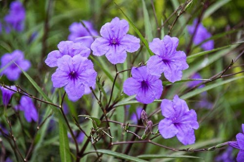 6 Purple Mexican Petunia Plants - Ruellia Brittoniana Perennial Well Rooted Plants Shrub Garden