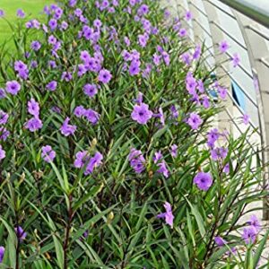 6 Purple Mexican Petunia Plants - Ruellia Brittoniana Perennial Well Rooted Plants Shrub Garden