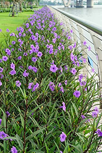 6 Purple Mexican Petunia Plants - Ruellia Brittoniana Perennial Well Rooted Plants Shrub Garden