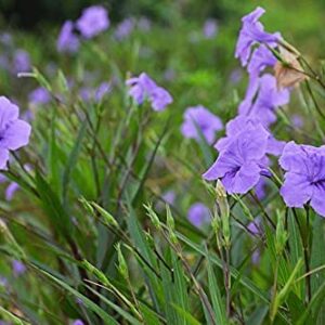 6 Purple Mexican Petunia Plants - Ruellia Brittoniana Perennial Well Rooted Plants Shrub Garden