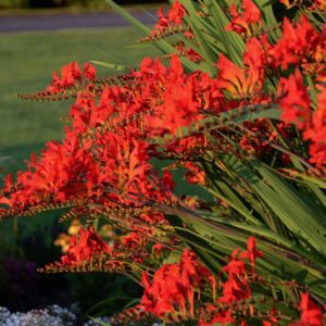 10 red crocosmia lucifer bulb large size, crocosmia corms for planting ornaments perennial garden to grow pots