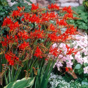 10 Red Crocosmia Lucifer Bulb Large Size, Crocosmia Corms for Planting Ornaments Perennial Garden to Grow Pots