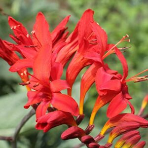 10 Red Crocosmia Lucifer Bulb Large Size, Crocosmia Corms for Planting Ornaments Perennial Garden to Grow Pots