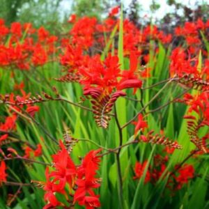 10 Red Crocosmia Lucifer Bulb Large Size, Crocosmia Corms for Planting Ornaments Perennial Garden to Grow Pots